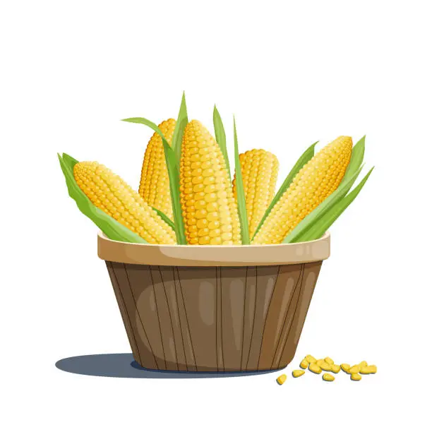 Vector illustration of Bright illustration of a group of four different ears of corn with green leaves in a basket. Design element and food and agriculture theme.