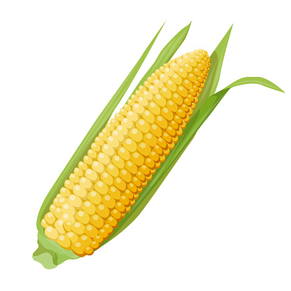 Drawing of one ear of yellow corn with green leaves. Realistic design element and food and agriculture theme. Vector illustration