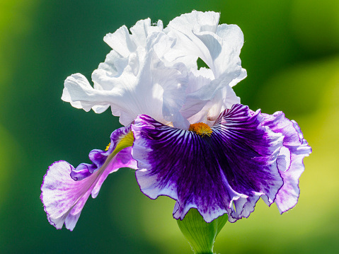 Purple iris flowers in a floral vertical arrangement isolated on white