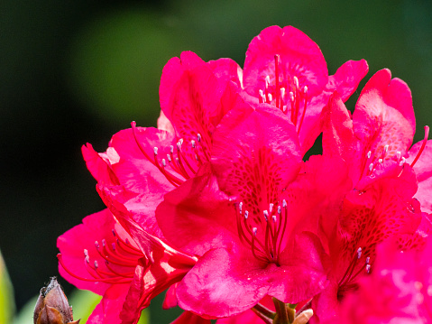 Rhododendron - a very large genus of about 1,024 species of woody plants in the heath family (Ericaceae).