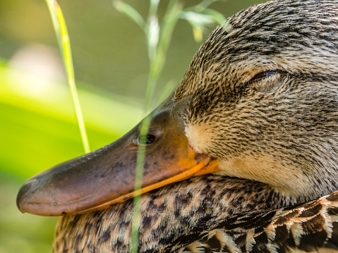 The mallard or wild duck (Anas platyrhynchos) is a dabbling duck that breeds throughout the temperate and subtropical Americas, Eurasia, and North Africa, and has been introduced to New Zealand, Australia, Peru, Brazil, Uruguay, Argentina, Chile, Colombia, the Falkland Islands, and South Africa. This duck belongs to the subfamily Anatinae of the waterfowl family Anatidae.