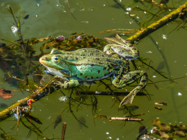 Free picture: amphibian, reptile, wildlife, wet, moisture, frog, animal