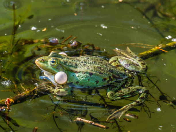 Free picture: frog, reptile, amphibian, water, nature, wildlife, aquatic