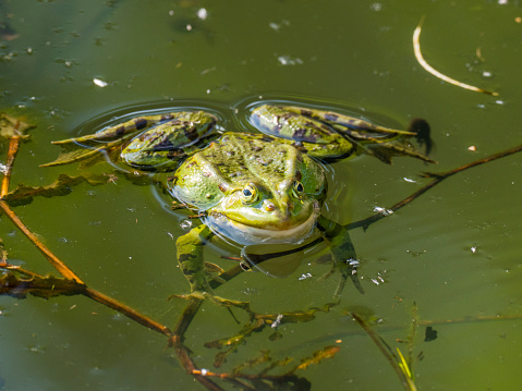 Frog above lotus.