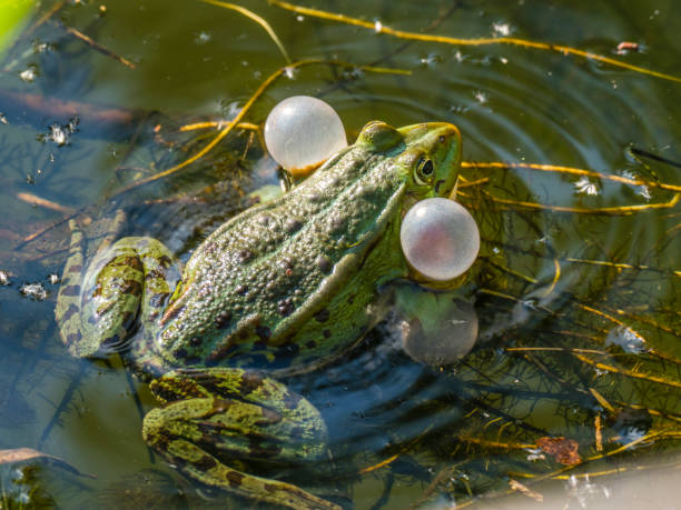 Green Marsh Frog Pelophylax ridibundus. A frog with swollen cheeks on a lake in the wild.