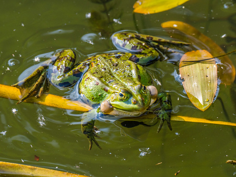 Action shot of a frog leaping from a natural pond.