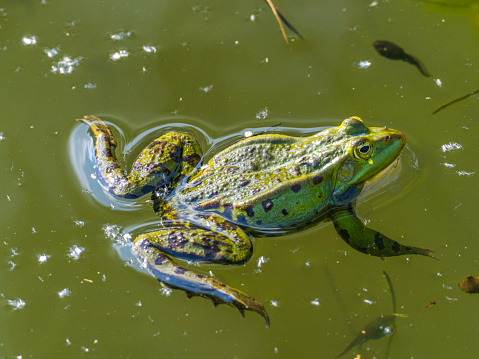 The edible frog (Pelophylax kl. esculentus, Rana esculenta) - a species of common European frog, also known as the common water frog or green frog. The frog is swimming in a pond.