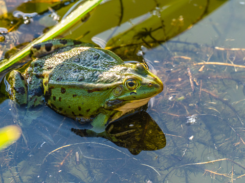 The edible frog (Pelophylax kl. esculentus, Rana esculenta) - a species of common European frog, also known as the common water frog or green frog. The frog is swimming in a pond.