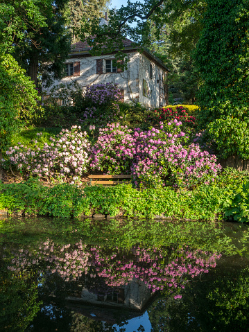 A picturesque pond surrounded by trees and flowers in an arboretum in spring