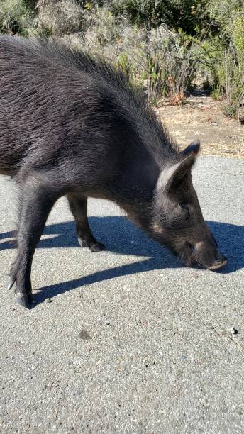 istock Wild pig eating acorns 1455012338