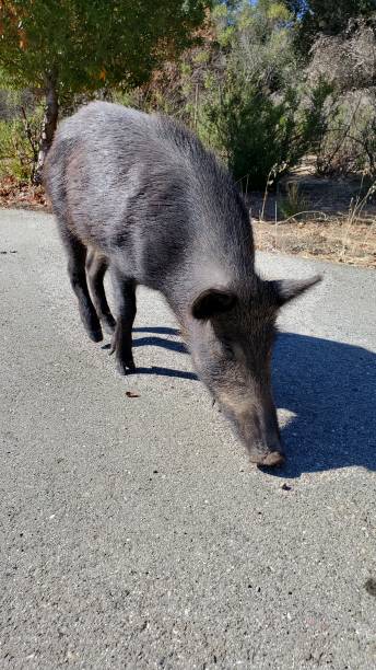 istock Wild pig on the road 1455012346