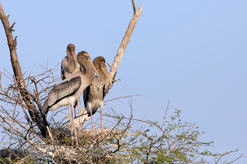 three juvenile painted stork standing together in a tree top nest