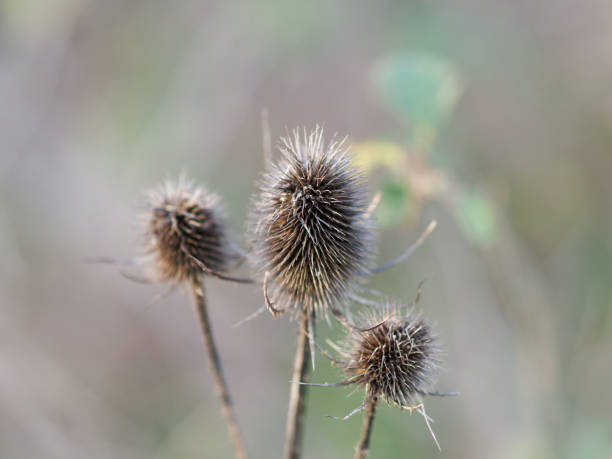 istock Dry thistle flower on the meadow. Dipsacus fullonum with a beautiful bokeh on a background. 1455013197