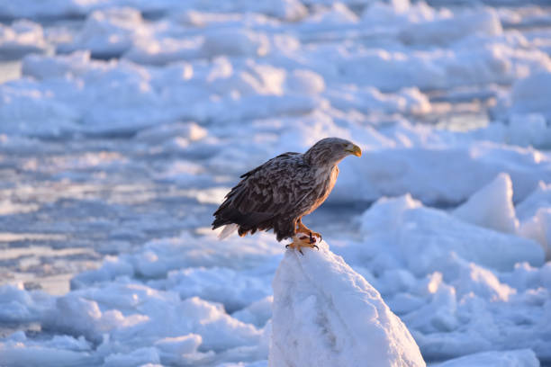 istock Bird watching with floating ices in winter 1455013716