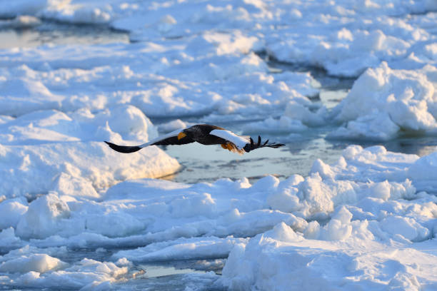 istock Bird watching with floating ices in winter 1455013866