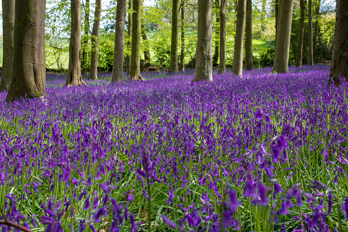 shoot of wild bluebell flowers in morning  at forest meadow