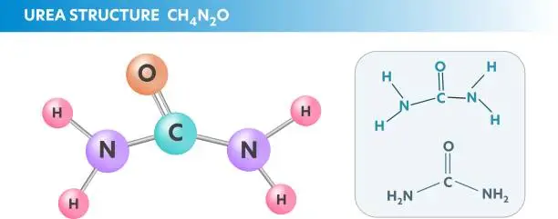 Vector illustration of Urea, Carbamide. Structural chemical molecule formula, Vector illustration.