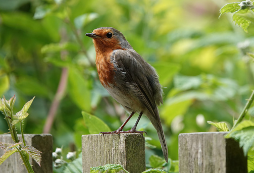 A European robin perching on a garden fence on a warm summer’s day.