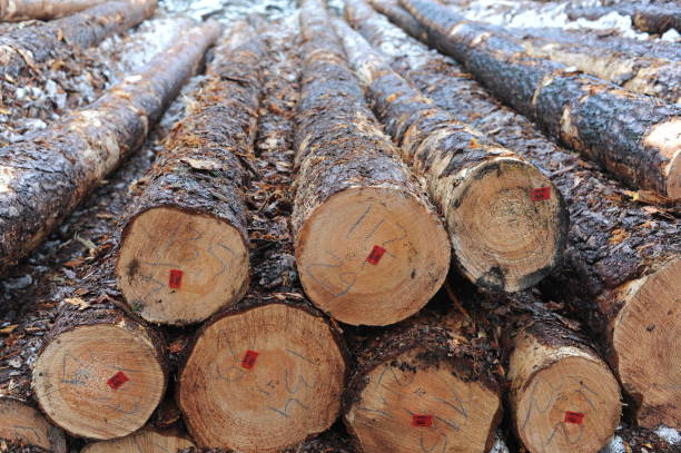 istock Tree trunk logs with bark in a forest after forest felling or tree clearing in winter in Europe 1455017148