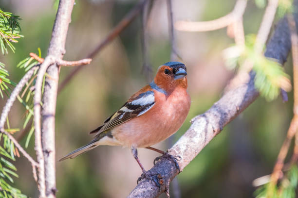 istock Common chaffinch, Fringilla coelebs, sits on a branch in spring on green background. Common chaffinch in wildlife. 1455017768