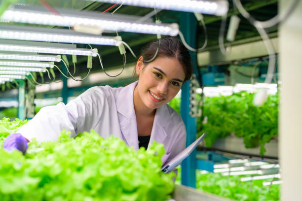 inteligentna farma technologiczna, inteligentna fabryka gospodarstw wewnętrznych, naukowcy opracowują wolne od pestycydów odmiany warzyw rolnictwo szklarniowe, szklarniowa inteligentna fabryka gospodarstw - field vertical agriculture crop zdjęcia i obrazy z banku zdjęć