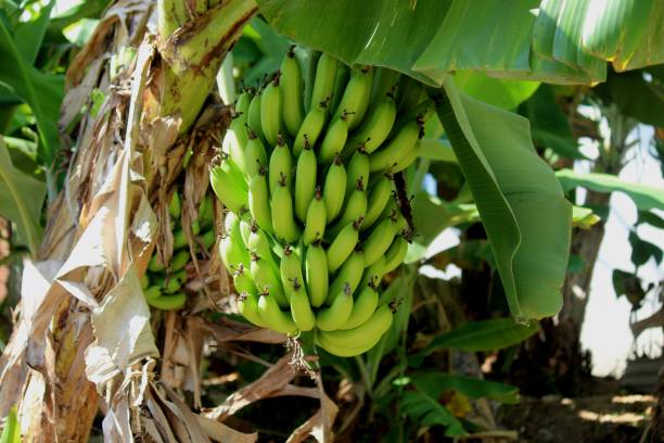 istock plant fruit banana – musa 1455018783