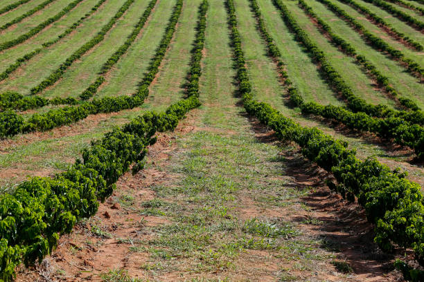 istock Farm coffee plantation in Brazil 1455020454