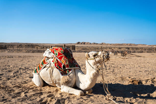 istock bedouin camp camels in marsa alam egypt 1455023164