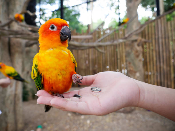 istock Parrot on the child hand 1455024457