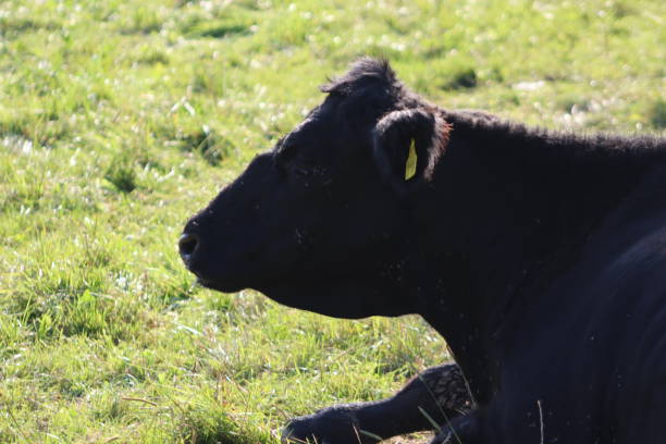 istock Cow on a Green Field 1455024539