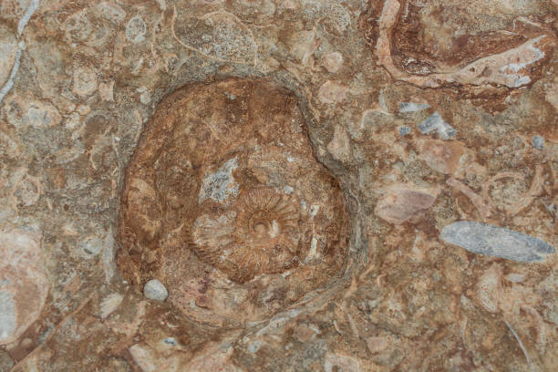 istock Block of brown and white fossil shells background 1455024885