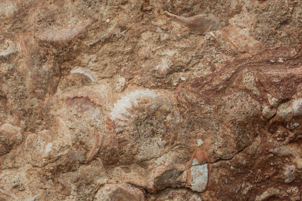 istock Block of brown and white fossil shells background 1455024968