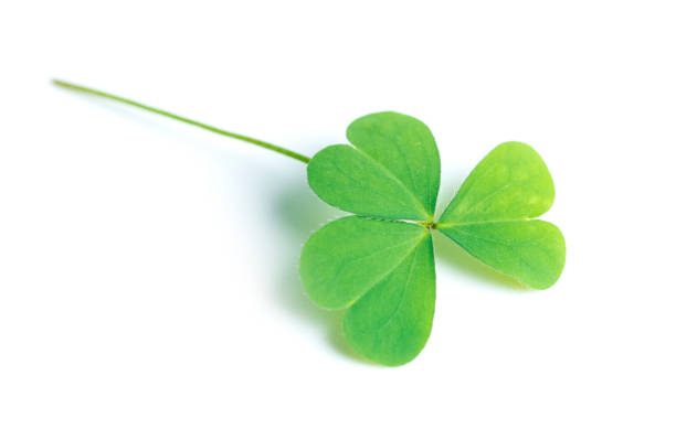 istock Green clover leaf isolated on white background. with three-leaved shamrocks. St. Patrick's day holiday symbol. 1455025103