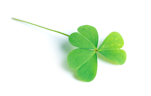 Green clover leaf isolated on white background. with three-leaved shamrocks. St. Patrick's day holiday symbol.