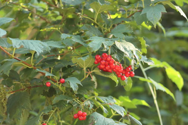 istock Plants of the Forest 1455025195