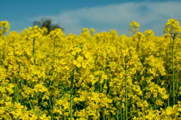 istock Yellow field with oil seed rape, in early spring, England, UK 1455026972