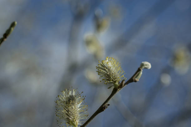 istock Close-up willow branch on green background 1455027230