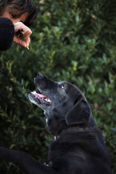 istock A black labrador leaping for its food 1455027347