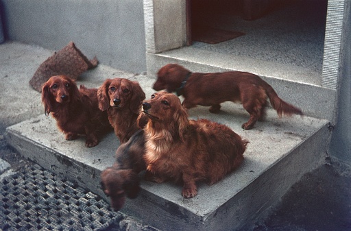 Germany, 1957. Mother dachshund with her puppies in front of a house.
