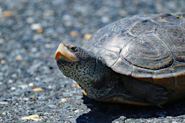 istock Selective focus shot of a turtle crawling on the ground 1455027552