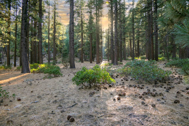 Pine Forest at sunrise stock photo