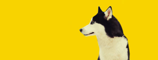 istock Husky dog looking on yellow background, blank copy space for advertising text 1455029798