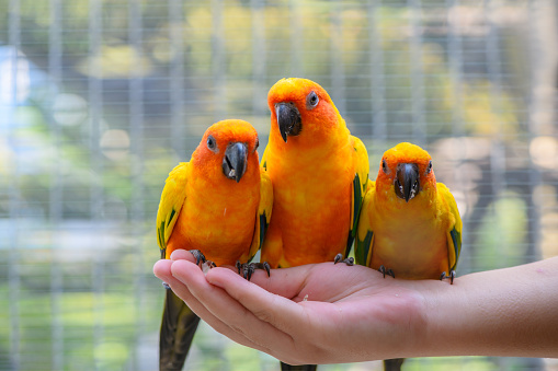 cute sun conure birds holding in both hand, eating sunflower seeds.