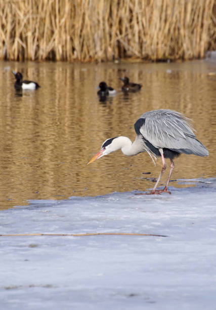 istock Side view of bird perching on frozen lake 1455030535