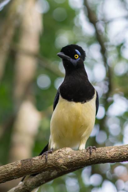 istock Closeup of a gorgeous plush-crested jay perched on a tree branch with a natural bokeh background 1455031010