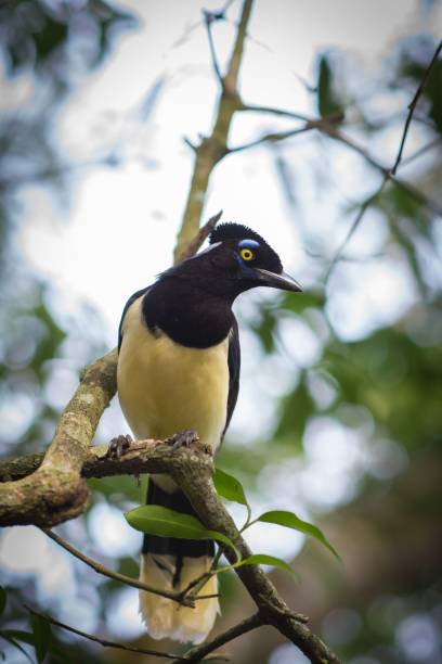 istock Closeup of a gorgeous plush-crested jay perched on a tree branch with a natural bokeh background 1455031015