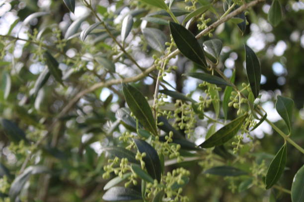 istock Closeup shot of a camphor tree on the blurry background 1455031051