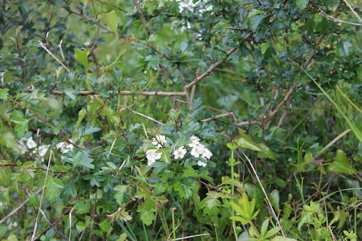 a shot of small white flowers on tree brench