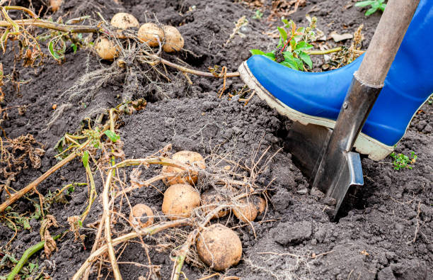 庭でシャベルでジャガイモを掘る男 - young potatoes ストックフォトと画像