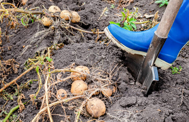 istock man digging potatoes with a shovel in the garden 1455032362
